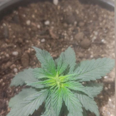 Brisontina I growlog timeline photo