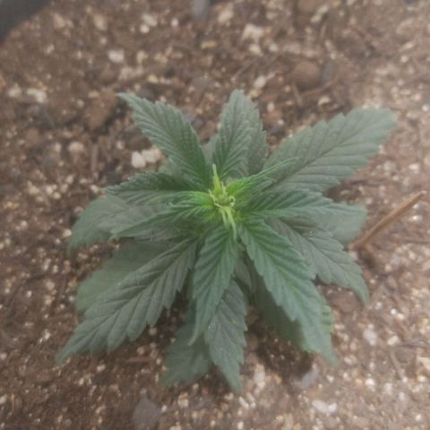 Brisontina I growlog timeline photo