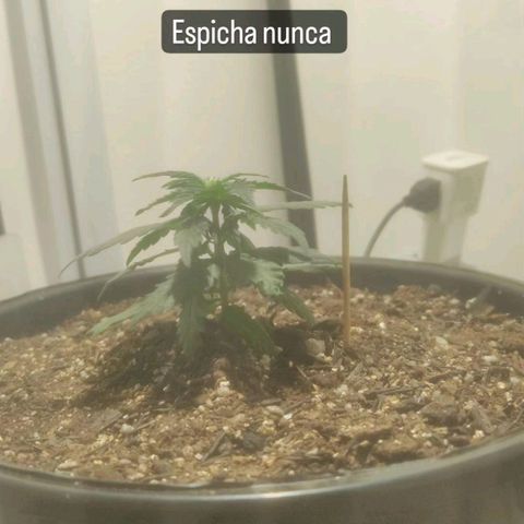 Brisontina I growlog timeline photo