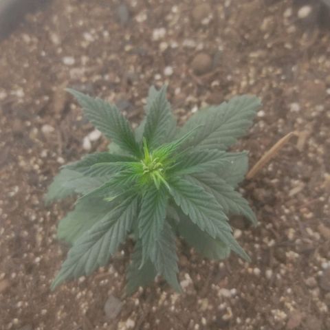 Brisontina I growlog timeline photo