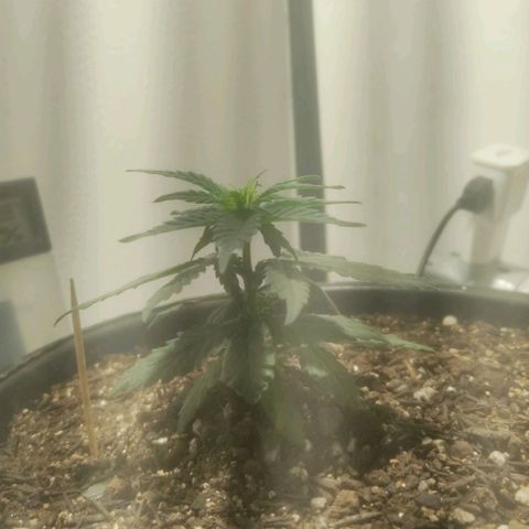 Brisontina I growlog timeline photo