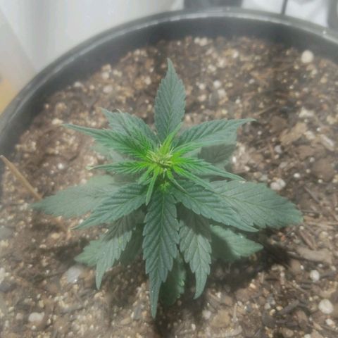 Brisontina I growlog timeline photo