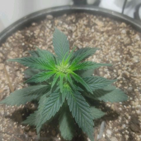 Brisontina I growlog timeline photo