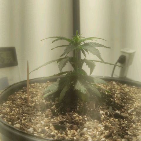 Brisontina I growlog timeline photo