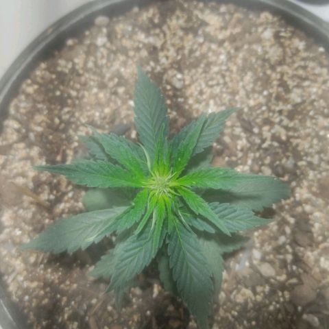 Brisontina I growlog timeline photo