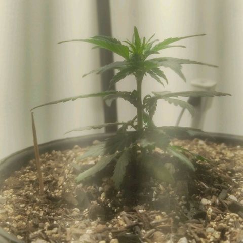 Brisontina I growlog timeline photo
