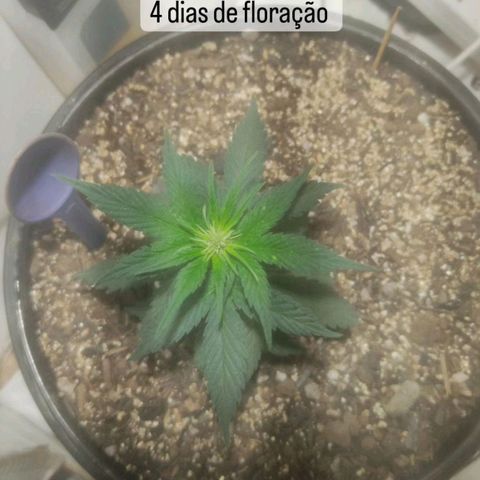 Brisontina I growlog timeline photo