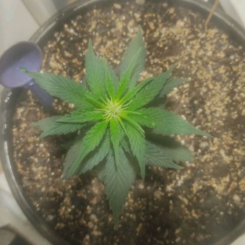 Brisontina I growlog photo: Regada com 150mL antes da viagem, previsão pra chegar daqui 5 dias