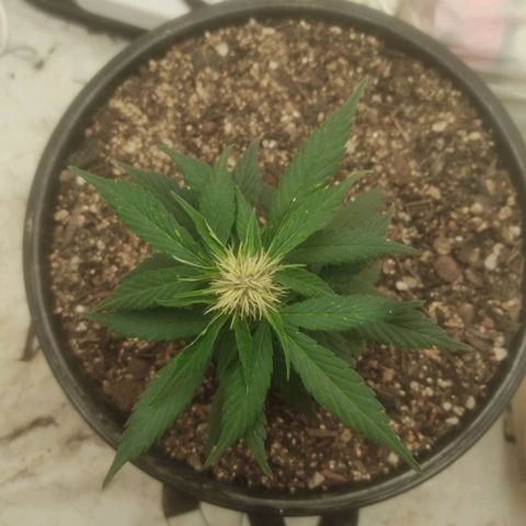 Brisontina I growlog timeline photo