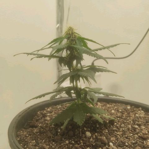 Brisontina I growlog timeline photo