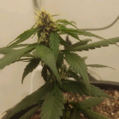 Brisontina I growlog timeline photo