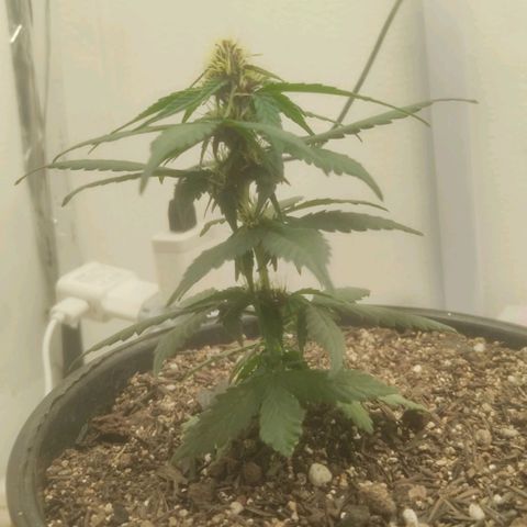 Brisontina I growlog timeline photo
