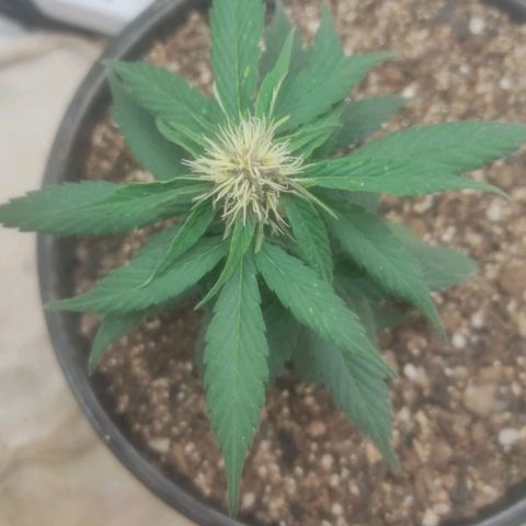 Brisontina I growlog timeline photo