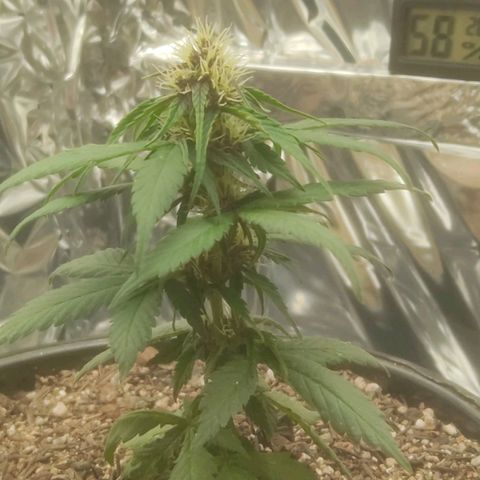 Brisontina I growlog timeline photo