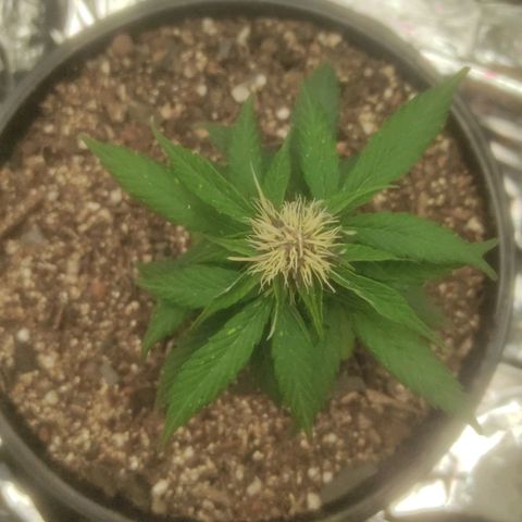 Brisontina I growlog timeline photo