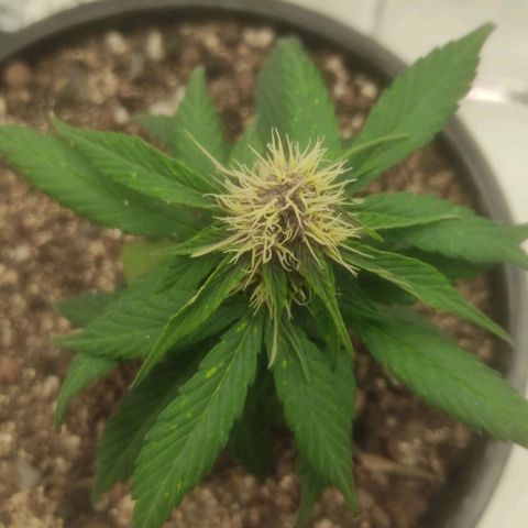 Brisontina I growlog timeline photo