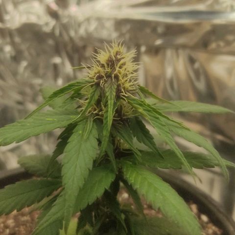 Brisontina I growlog timeline photo