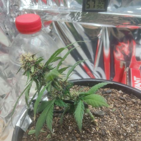 Brisontina I growlog timeline photo