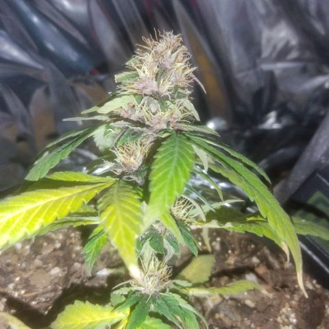 Brisontina I growlog timeline photo