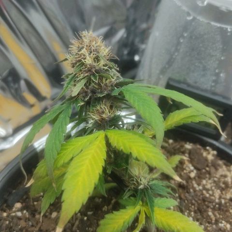 Brisontina I growlog timeline photo