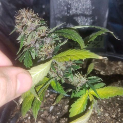 Brisontina I growlog timeline photo