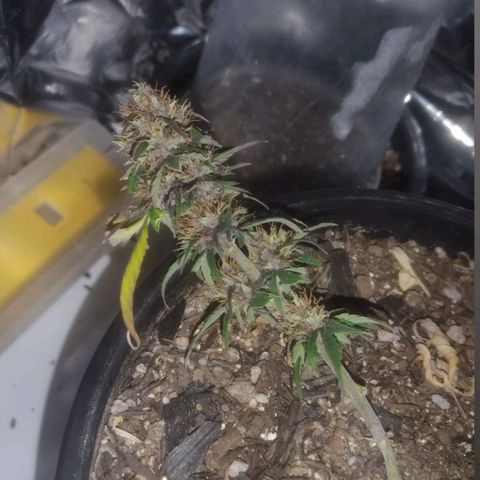 Brisontina I growlog timeline photo