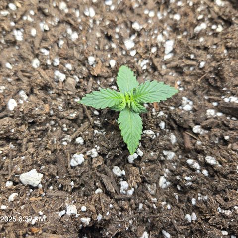 Auto Moon Rocks growlog timeline photo