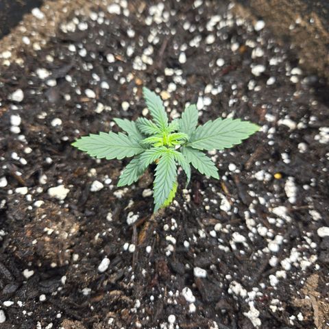 Auto Moon Rocks growlog timeline photo