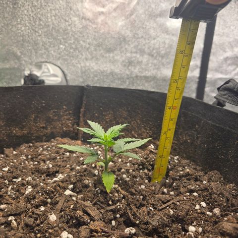 Auto Moon Rocks growlog timeline photo