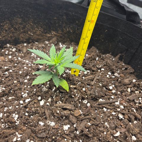 Auto Moon Rocks growlog timeline photo