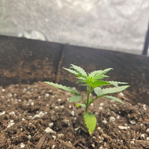Auto Moon Rocks growlog timeline photo