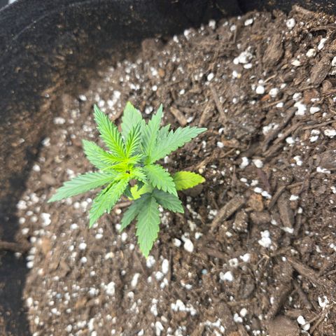 Auto Moon Rocks growlog timeline photo