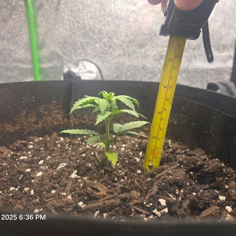 Auto Moon Rocks growlog timeline photo