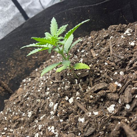 Auto Moon Rocks growlog timeline photo