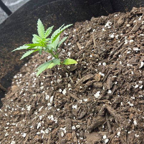 Auto Moon Rocks growlog timeline photo