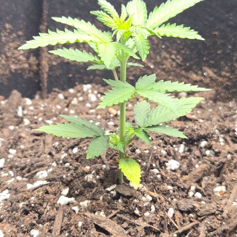 Auto Moon Rocks growlog photo: Raised light few inches & centered plant & 100% intensity 