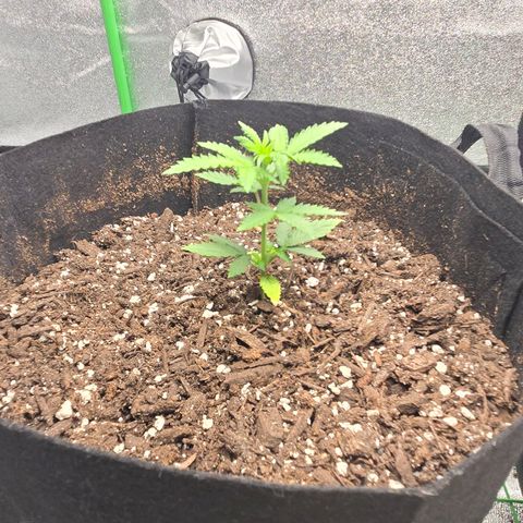 Auto Moon Rocks growlog photo: Raised light few inches & centered plant & 100% intensity 