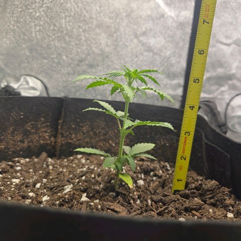 Auto Moon Rocks growlog timeline photo