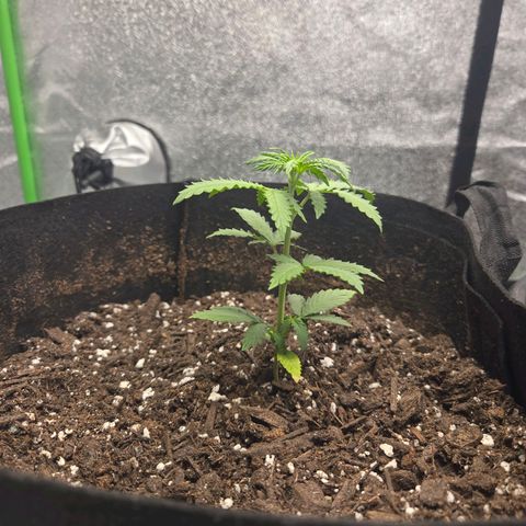 Auto Moon Rocks growlog timeline photo