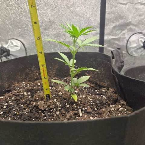 Auto Moon Rocks growlog timeline photo