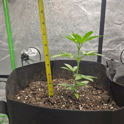 Auto Moon Rocks growlog timeline photo