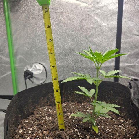 Auto Moon Rocks growlog timeline photo