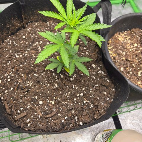 Auto Moon Rocks growlog timeline photo