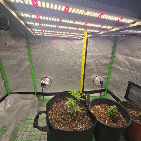 Auto Moon Rocks growlog timeline photo