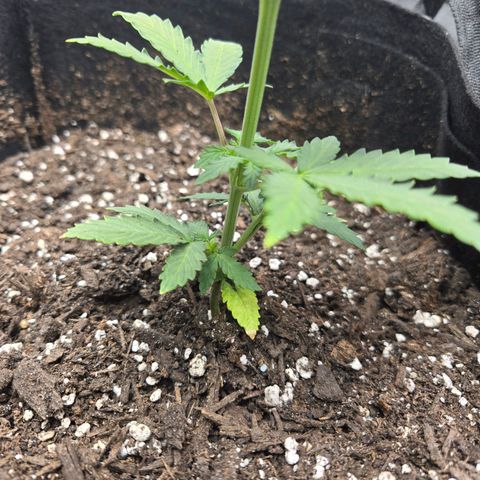 Auto Moon Rocks growlog photo: Over 8".. another 1 inch in 24hr