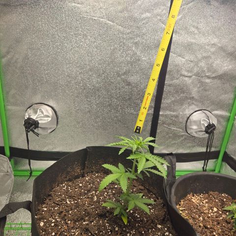 Auto Moon Rocks growlog photo: Over 8".. another 1 inch in 24hr