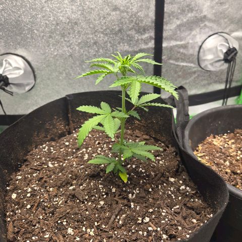 Auto Moon Rocks growlog photo: Over 8".. another 1 inch in 24hr