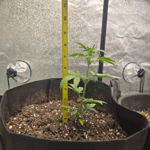 Auto Moon Rocks growlog photo: Over 8".. another 1 inch in 24hr