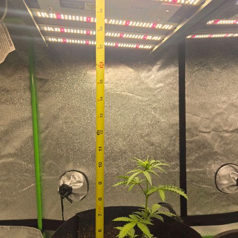Auto Moon Rocks growlog timeline photo