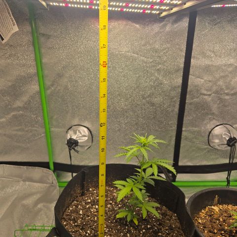Auto Moon Rocks growlog timeline photo